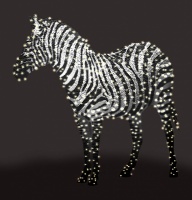 zebra